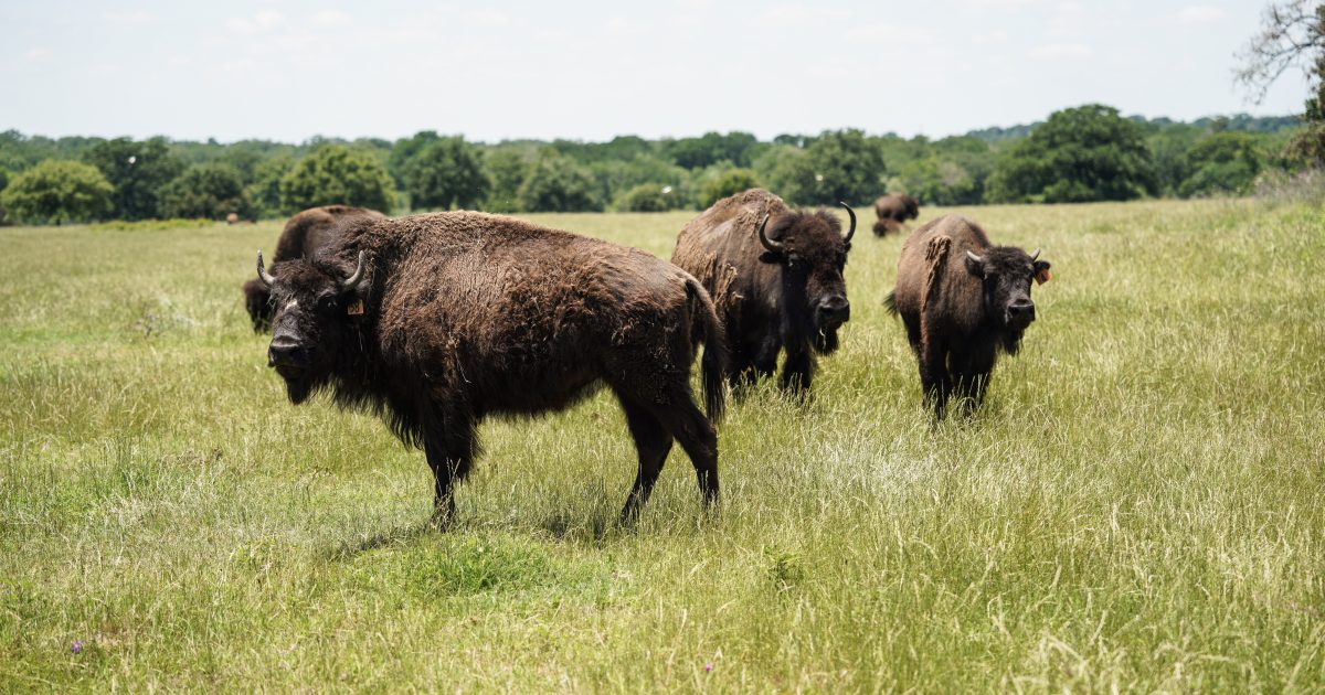 Lucky B Bison Ranch | Destination Bryan